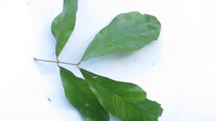 Melicoccus oliviformis