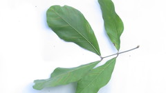 Melicoccus oliviformis