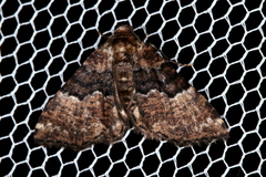 Aporoctena scierodes