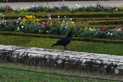 Corvus corone