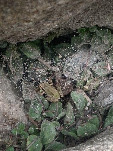 Pacific Tree Frog
