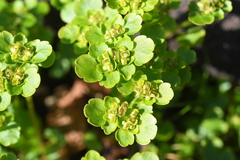 Chrysosplenium serreanum