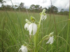 Habenaria walleri