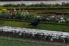 Corvus corone