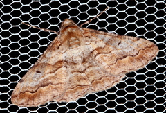 Gastrinodes bitaeniaria