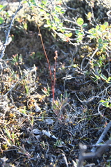 Micranthes foliolosa