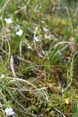 Micranthes foliolosa