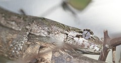 Mokopirirakau granulatus