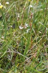Micranthes foliolosa
