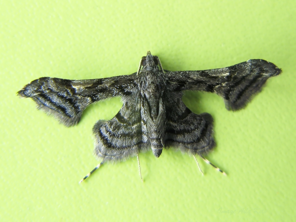 Euthesaura carbonaria