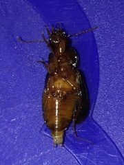 Selenophorus opalinus