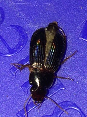 Selenophorus opalinus