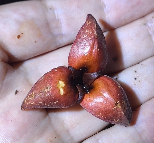 Annona ambotay, 2025-08-04
