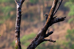 Phaenicophaeus viridirostris