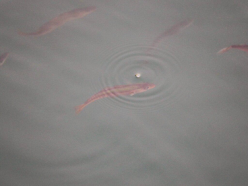 Foto de Carbonero (Pollachius virens)