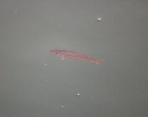 Foto de Carbonero (Pollachius virens)