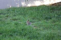 Sylvilagus floridanus