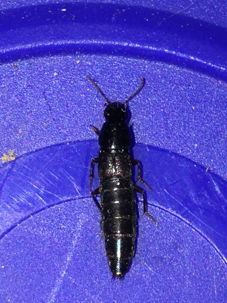 Quedius laticollis