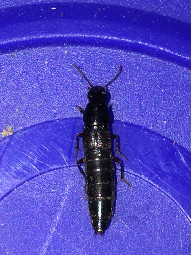 Quedius laticollis