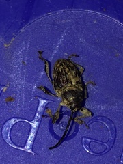 Curculio longinasus