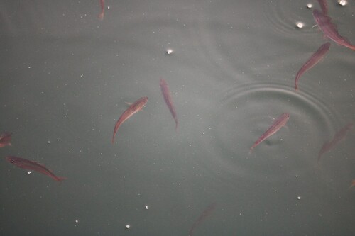 Foto de Carbonero (Pollachius virens)