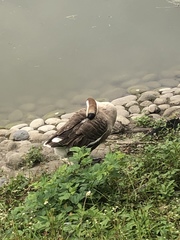 Anser cygnoides domesticus