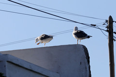 Larus michahellis atlantis