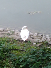 Anser cygnoides domesticus