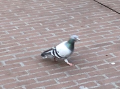 Columba livia domestica