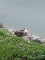 Anser cygnoides domesticus