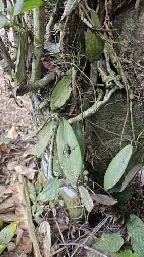 Hoya erythrina Rintz 3