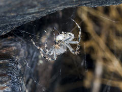 Araneus miquanensis
