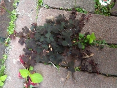 Oxalis corniculata