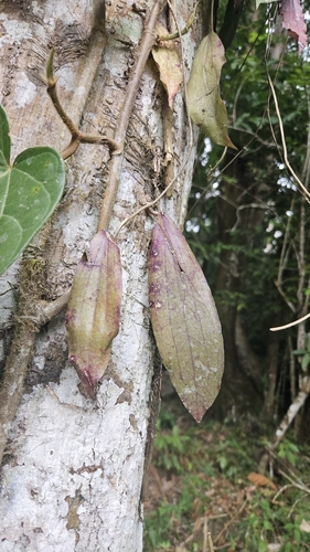 Hoya erythrina Rintz 4