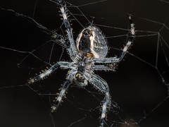 Araneus miquanensis