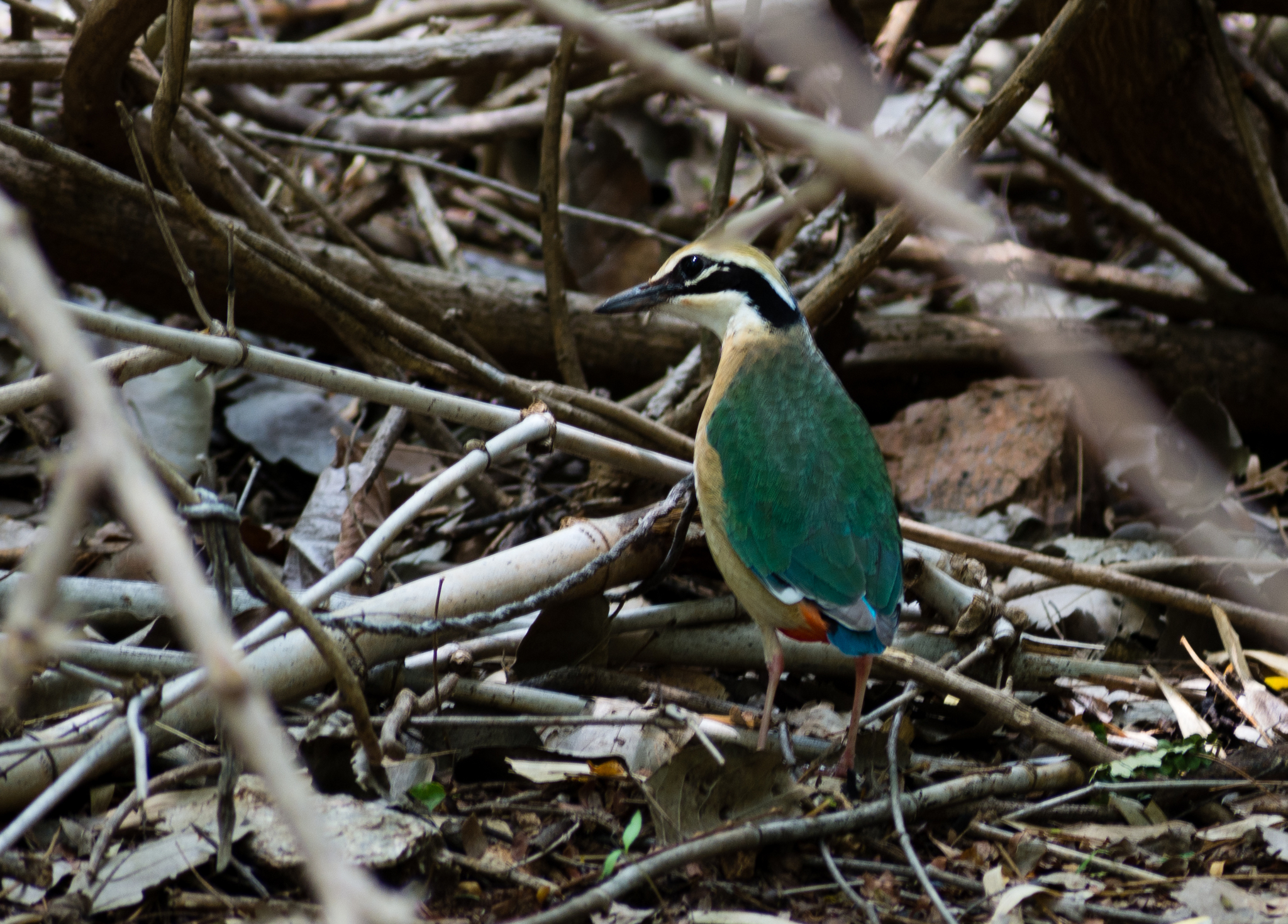 Indian Pitta illustration