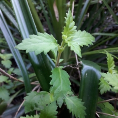 Jovellana punctata