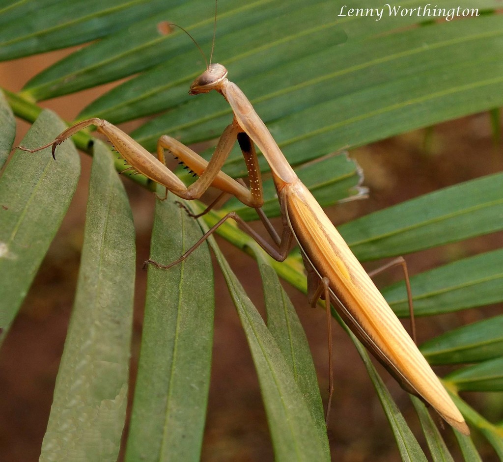 Mantis religiosa religiosa