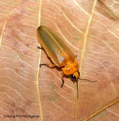 Pteroptyx valida