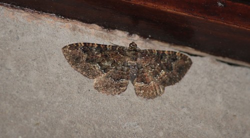 Xanthorhoe sordidata
