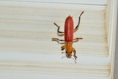 Aphelochroa sanguinalis