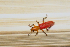 Aphelochroa sanguinalis
