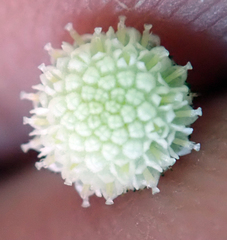 Leptinella filiformis