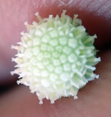 Leptinella filiformis