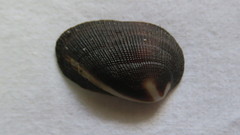 Barbatia amygdalumtostum