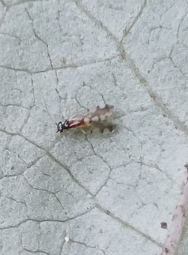 Ectopsocus gracilis, 2025-08-05
