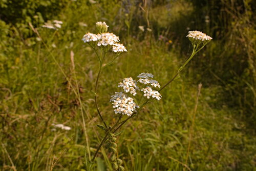 Achillea collina, photograph 6