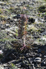Pedicularis alopecuroides