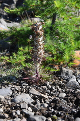 Pedicularis alopecuroides
