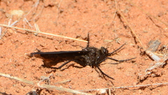 Daspletis vespertilio